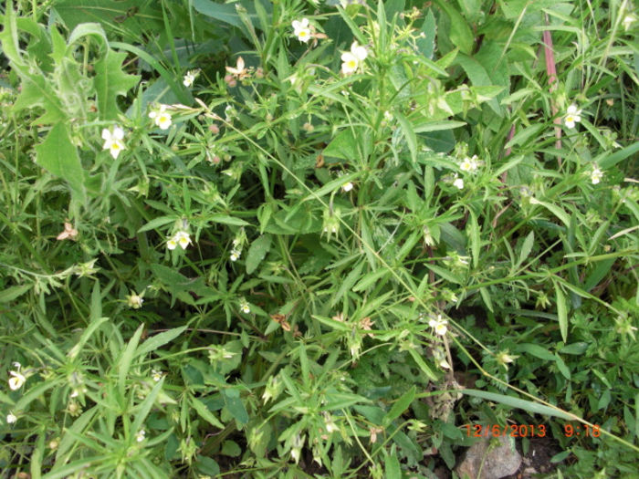 trei frati patati - Gradina Casa si Plante Rare sau Deosebite pentru Sanatate