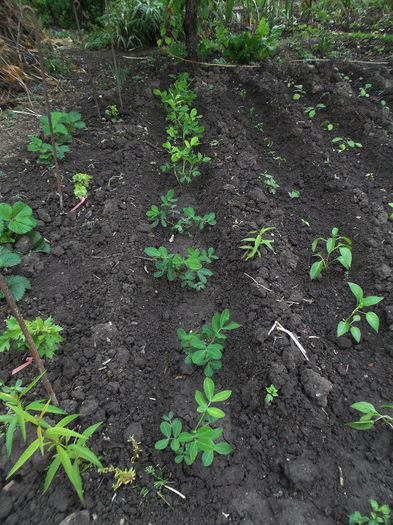 Alune de pamant - la plantare - Gradina de legume 2013