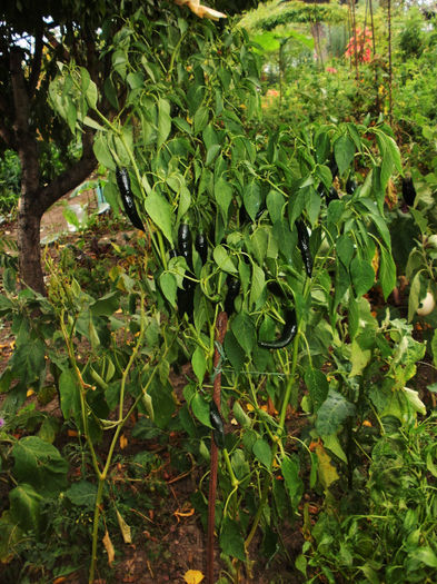 Ardei negru slab iute - copacel - Gradina de legume 2013