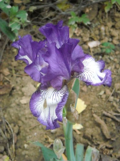 Iris remontant inflorit acum, in noiembrie