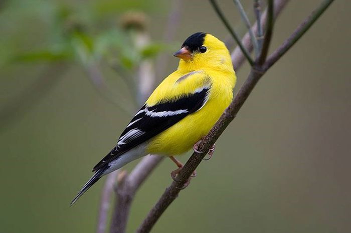 1095051_519285258141141_672824993_n