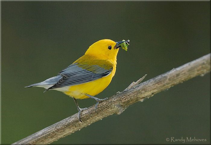 1000114_511651765571157_1617882375_n