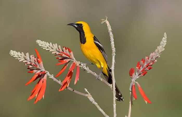 1234410_539441092792224_1465522393_n