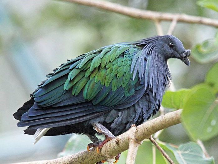 972239_513454588724208_821007899_n