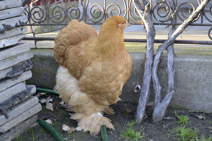  - COCHINCHINA GALBEN