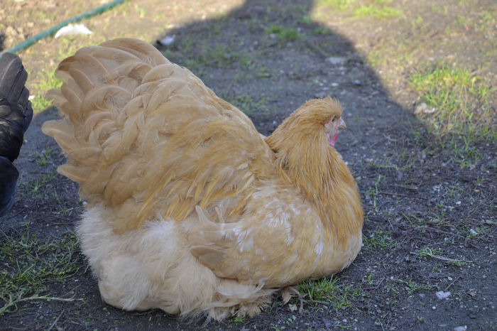  - COCHINCHINA GALBEN