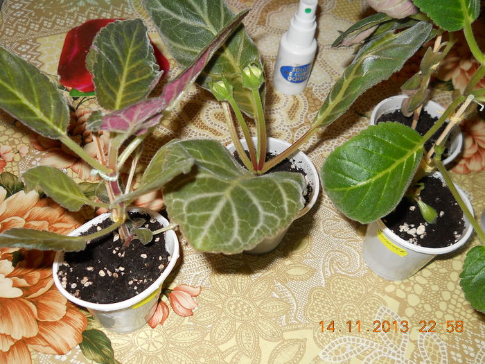 005 - ACHIZITII 2013
