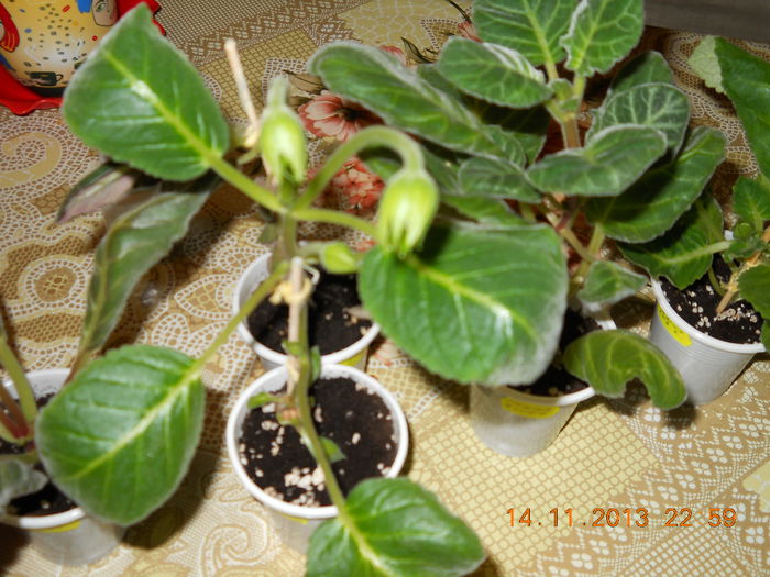 007 - ACHIZITII 2013