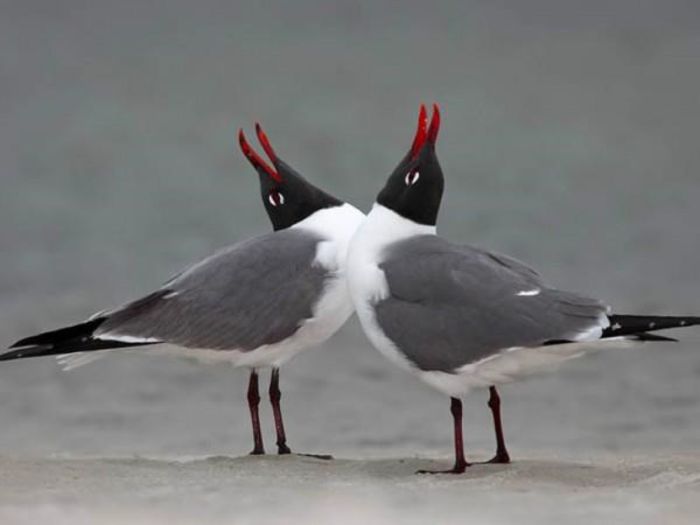 71678_420468544689480_334386095_n