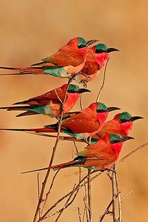 305362_420410981361903_1500314616_n