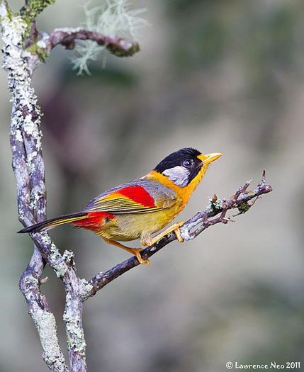 521508_420681154668219_1400346914_n