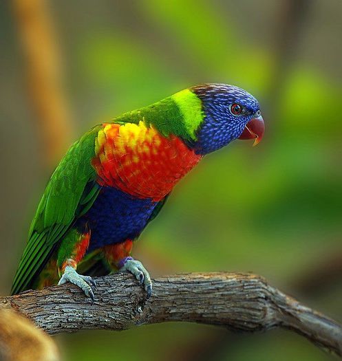 556302_415049591898042_421529130_n