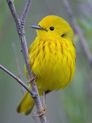 1461774_563154620420871_179507176_n