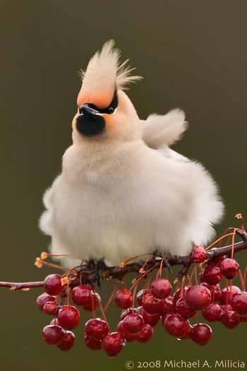 67920_418808788188789_1293440367_n