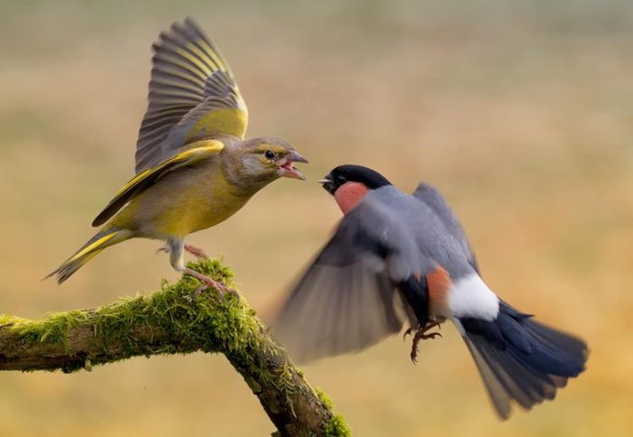 300007_414568505279484_1910203445_n