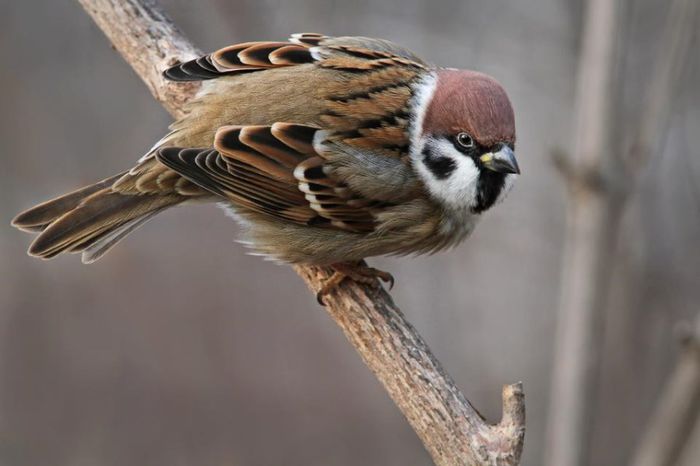 409433_423069774429357_511714832_n