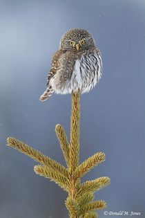 481823_408516082551393_1494126612_n