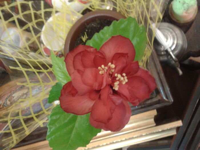 2013-11-11 16.43.50 - Hibiscus 2