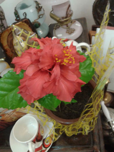 2013-11-13 11.03.21 - Hibiscus 2