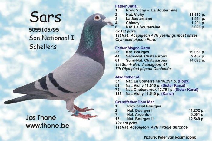 SARS- Jos Thone - 5 - Originile porumbeilor mei