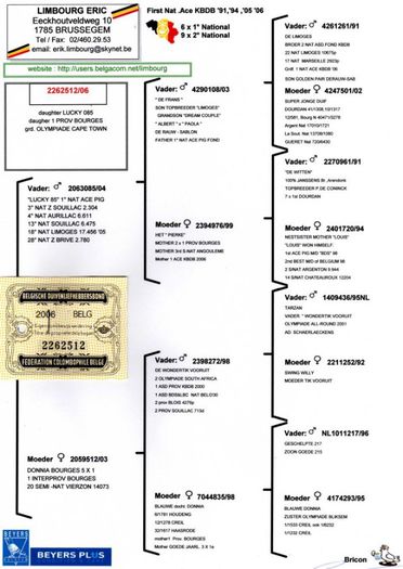 Pedigree Limbourg