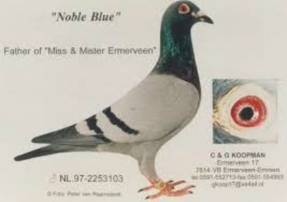 Noble Blue - 5 - Originile porumbeilor mei