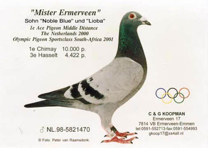 Mister Ermerveen; Porumbel Olimpic Koopman!!!
