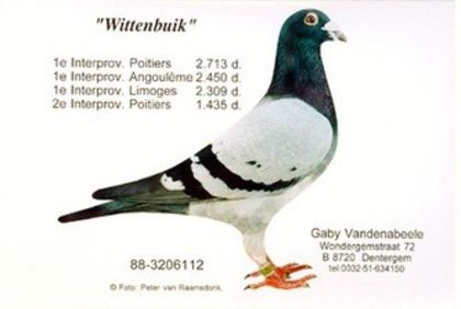 Wittenbuik - 5 - Originile porumbeilor mei