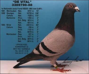 De Vital - 5 - Originile porumbeilor mei