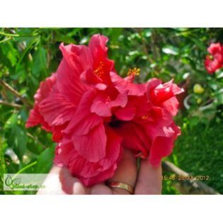 hibiscus-rosa-sinensis-poza de pe net - HIBISCUSII MEI