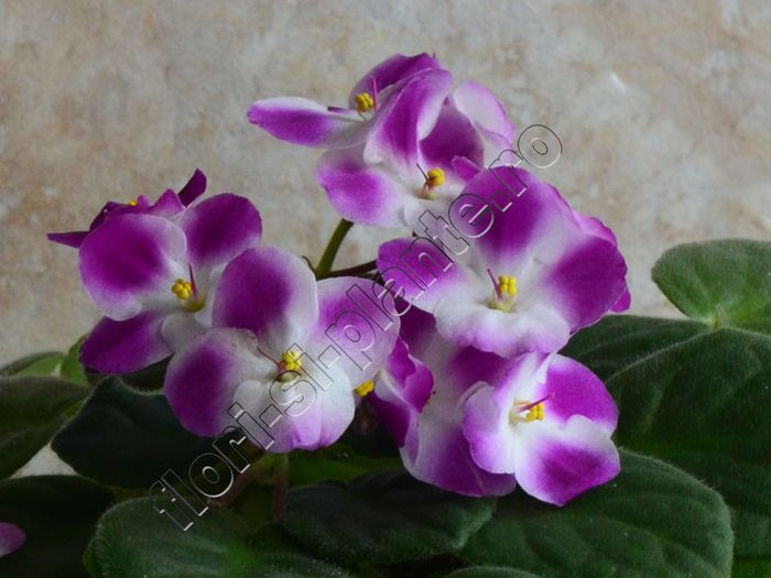 Saintpaulia - VIOLETE AFRICANE - Saintpaulia - II