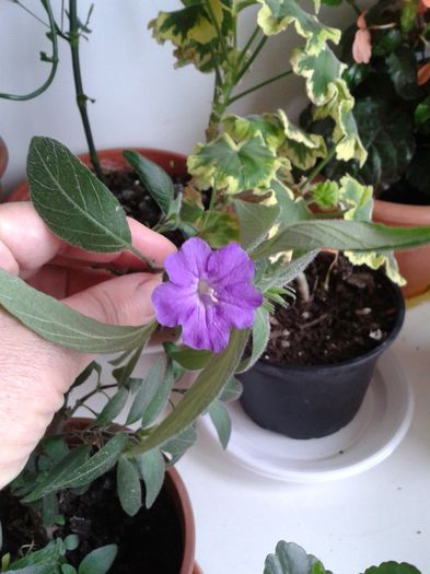 multumesc Emilia - 2013 noiembrie