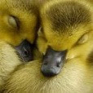 avatare_animale_729