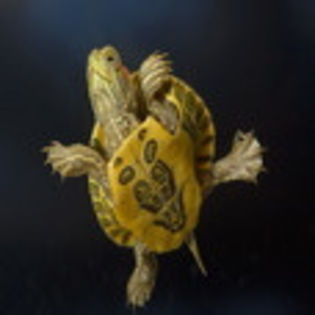 avatare_animale_737