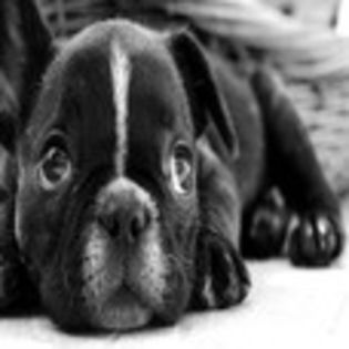 avatare_animale_738