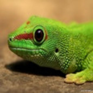 avatare_animale_739