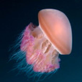 avatare_animale_744