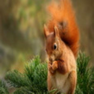 avatare_animale_745