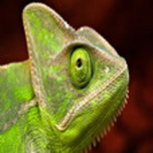avatare_animale_746
