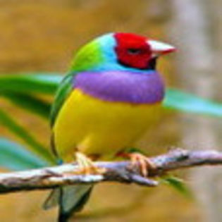 avatare_animale_748