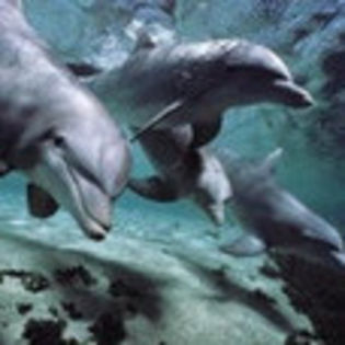 avatare_animale_712