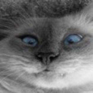 avatare_animale_721