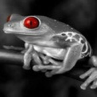 avatare_animale_722