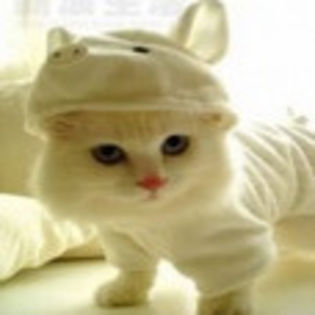 avatare_animale_723