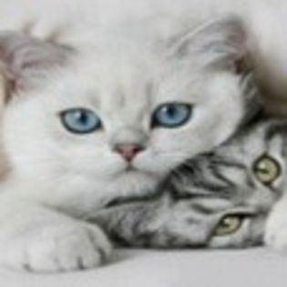 avatare_animale_726