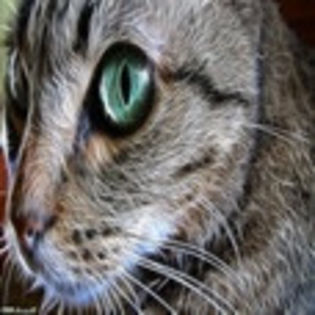 avatare_animale_734