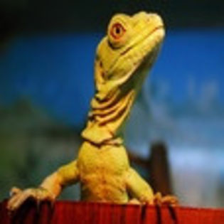 avatare_animale_735