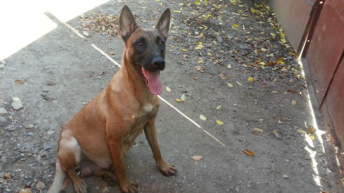 20131023_140845 - De vanzare catei Ciobanesc Belgian Malinois