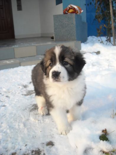 Chira(puppy) - B-Ciobanesc Romanesc Carpatin femela 1-cu pedigree