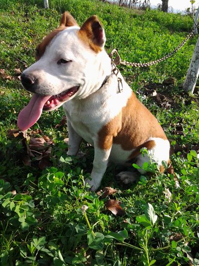 Fotografie0780 - amstaff - gina